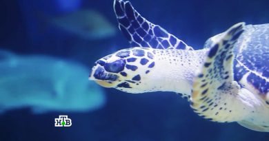 Анонс программы Чудо техники