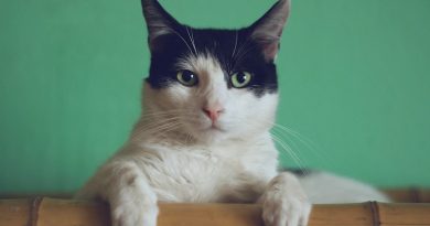 Photo by Manja Vitolic on Unsplash