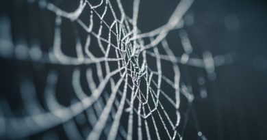 Фото Nicolas Picard on Unsplash