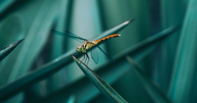 Фото Jimmy Chang on Unsplash