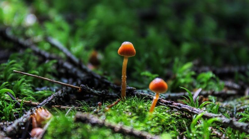 Фото Tijana Drndarski on Unsplash