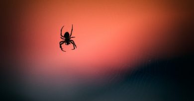 Фото Vidar Nordli-Mathisen on Unsplash