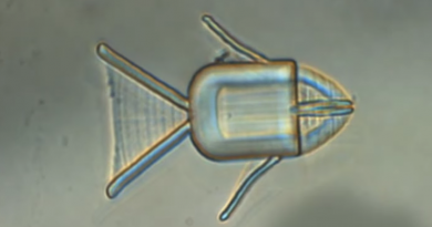 Фото Jiawen Li et al