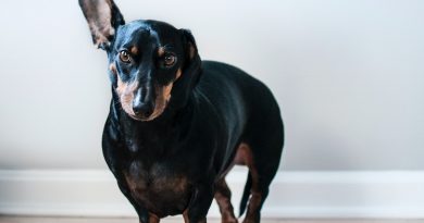 Фото Erda Estremera on Unsplash