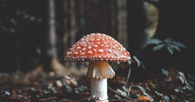 Фото Florian Van Dyun on Unsplash