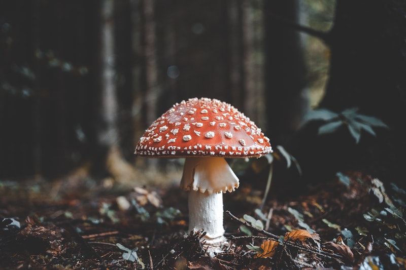 Фото Florian Van Dyun on Unsplash
